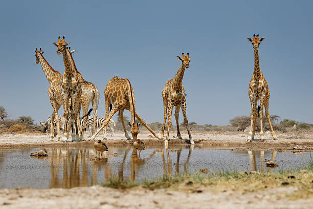   Africa Travel Seasons Explained 2026–2027 